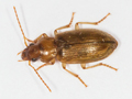 Dicheirotrichus obsoletus